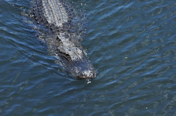 Jacaré nada em rio do Parque Nacional Everglades, no sul da Flórida, nos Estados Unidos